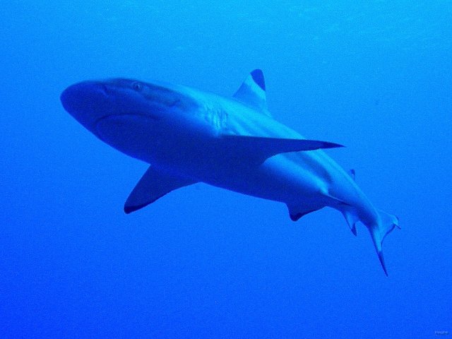 48- Requin pointe noire de lagon balafre 